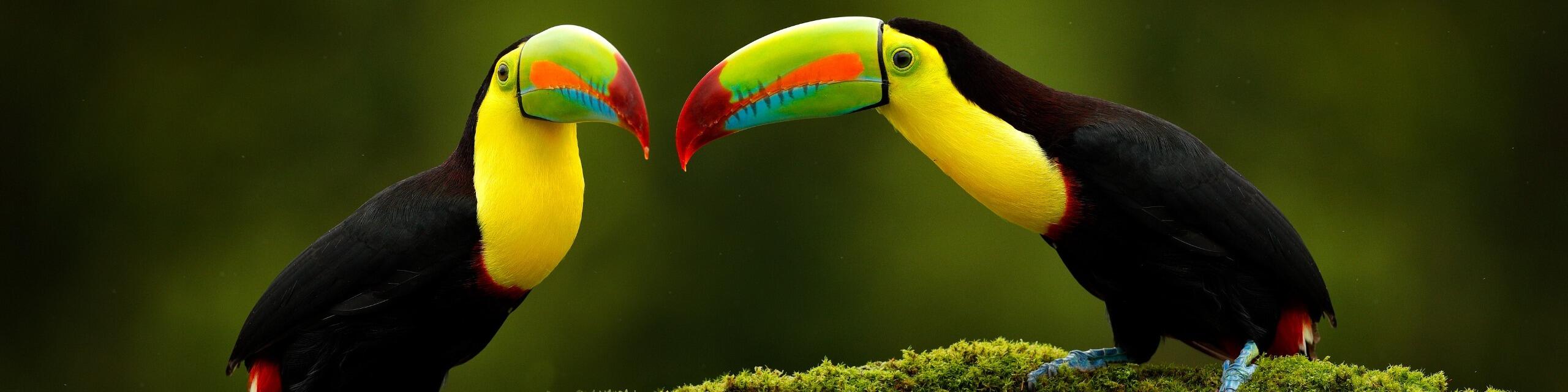 Mittelamerika | Costa Rica & Panama in schönster Kombination